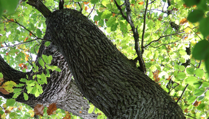 2024 Année de l'arbre : l'actu en Poitou-Charentes !